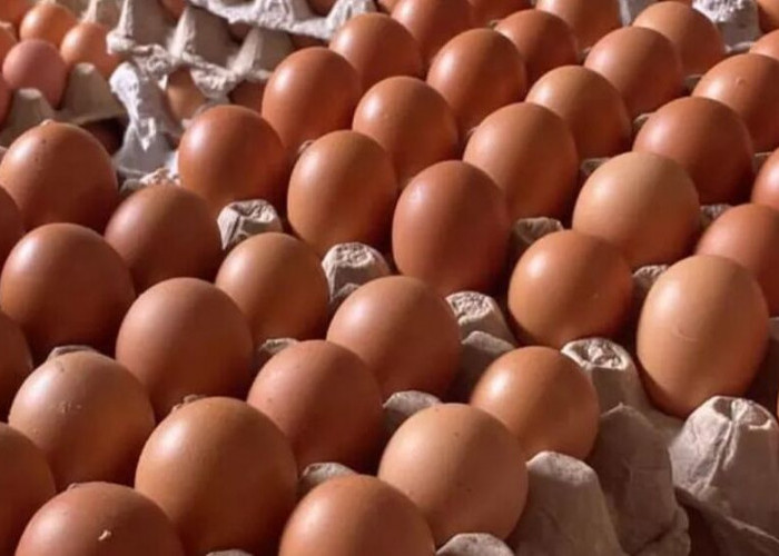 Risiko Penyakit Jantung Meningkat! Ini 11 Efek Samping Mengkonsumsi Telur Berlebihan, Yuk Cek Faktanya