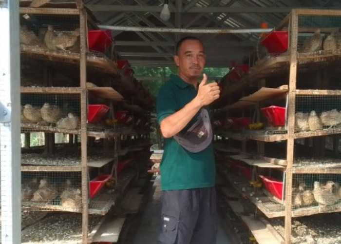 Kisah Agus Sang Peternak Puyuh di Desa Darmo, Berawal dari Hobi Hingga Jadi Ladang Rezeki