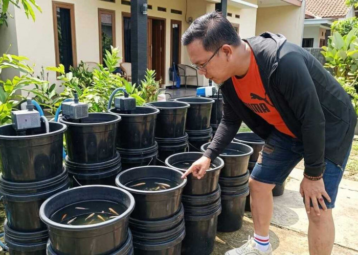 Budikdamber Semakin Populer, Ini Tips Sukses Budidaya Ikan dalam Ember untuk Pemula
