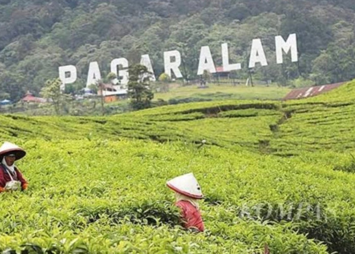 Gubernur Sumsel Jembatani Polemik Penutupan Wisata Gunung Dempo, Pastikan Ekonomi Warga Tetap Berjalan