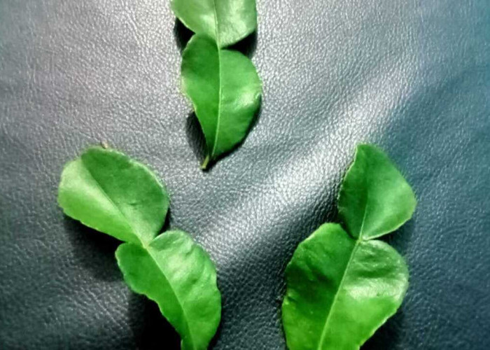 Cegah Kanker dan Lindungi Pencernaan dengan Daun Jeruk Purut