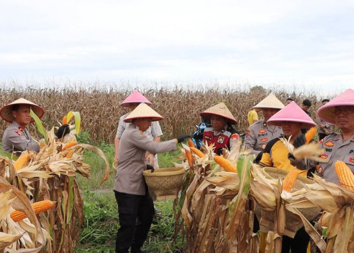 Dukung Ketahanan Pangan, Kapolres Ogan Ilir Tinjau Kebun Jagung Binaan di Indralaya