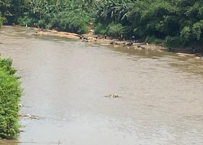 Musim Kemarau, Warga OKU Ramai-ramai Mendulang Emas di Sungai Ogan