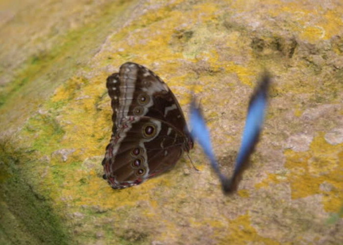 Melodi Cinta Tersembunyi: Permainan Petak Umpet dalam Tarian Pencarian Pasangan Kupu-kupu