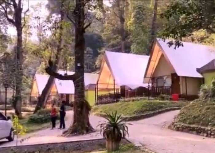 Mojosemi Glamping Jawa Timur: Menikmati Camping Mewah di Tengah Hutan Jawa Timur yang Menakjubkan