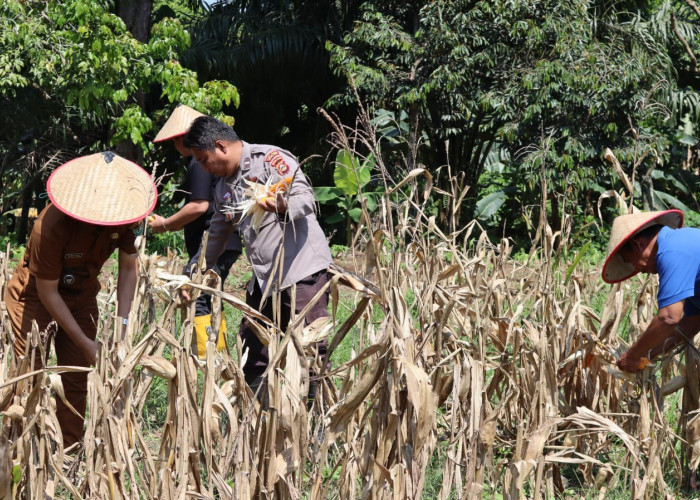 Panen 300 Kg Jagung Diserahkan ke Warga
