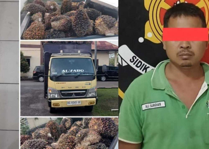 Terciduk Gelapkan 52 Janjang Sawit, Begini Nasib Sopir PT DAM!