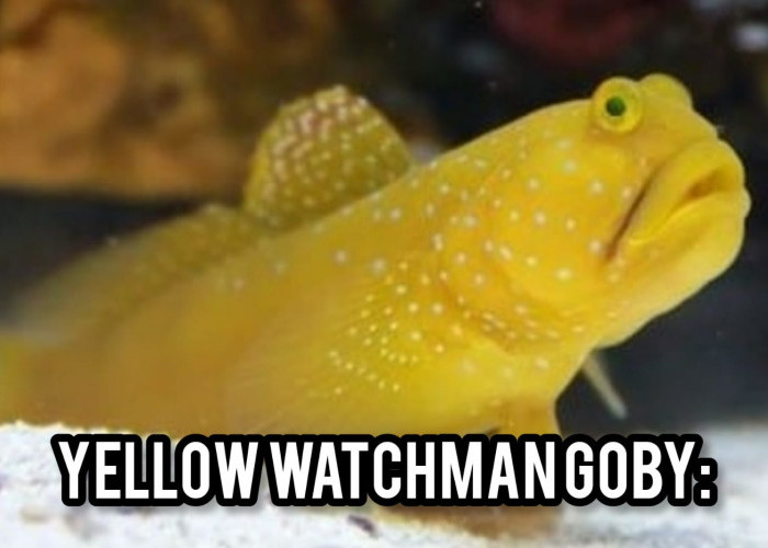 Yellow Watchman Goby: Ikan Hias Air Laut yang Menawan untuk Hobiis Aquarium