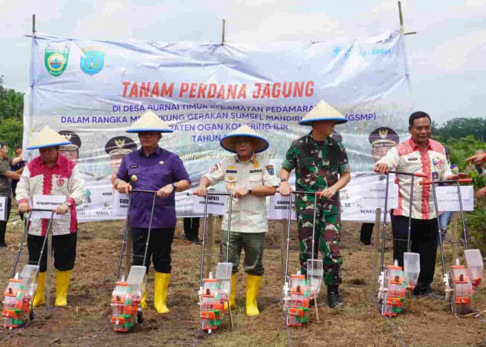 Kabupaten OKI Jadi Kawasan Pengembangan Jagung Berbasis Korporasi Petani