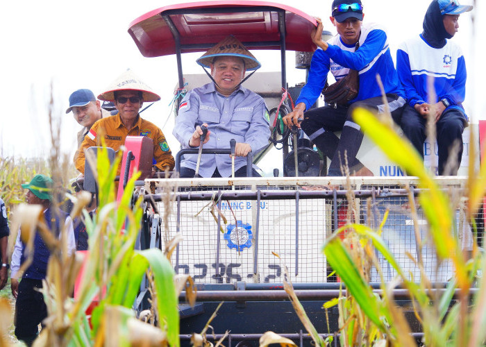 Panen Raya Jagung di Kecamatan Lalan: Mewujudkan Swasembada Pangan Muba