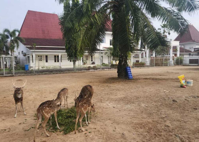 Wisata Fauna di Rumah Dinas Bupati Musi Banyuasin Jadi Hiburan Keluarga dan Sumber Kebanggaan Warga