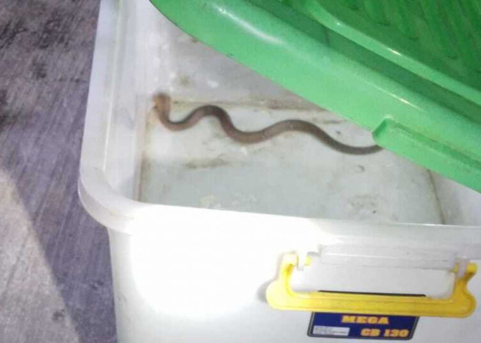 Hati-Hati! Ular Kobra :  Anaknya Berhasil Di Evakuasi Petugas Rescue Damkar Lubuklinggau, Induk Masih Berkelia
