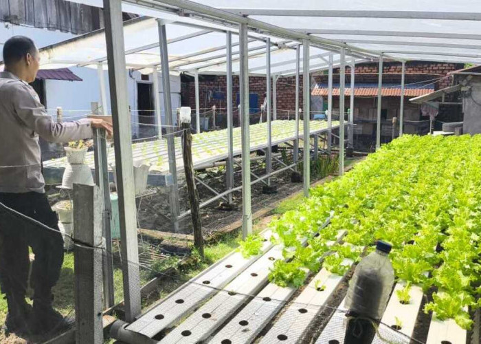 Sulap Perkarangan Menjadi Ladang Harapan