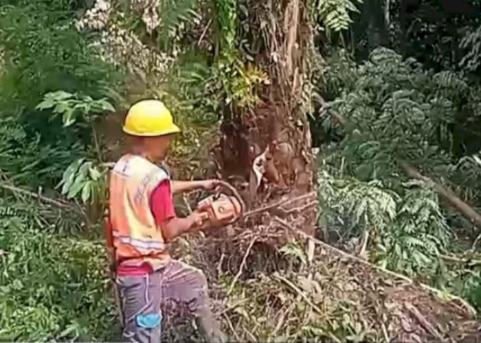 PLN Baturaja Pangkas Pohon Jaga Pasokan Listrik Pelanggan