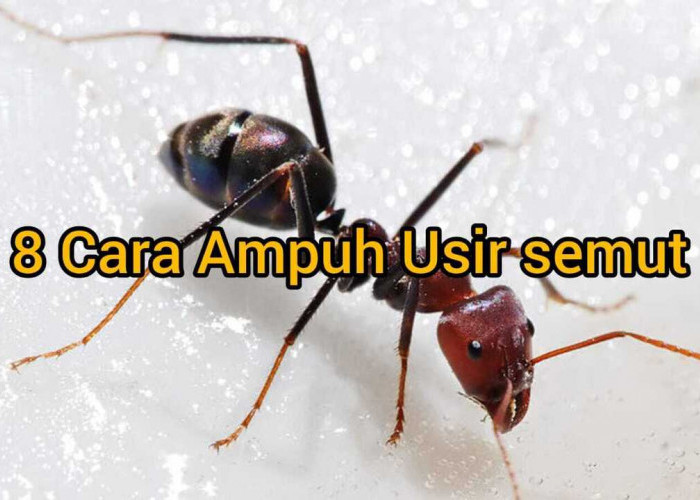 8 Cara Ampuh Mengusir Semut dengan Bahan Alami