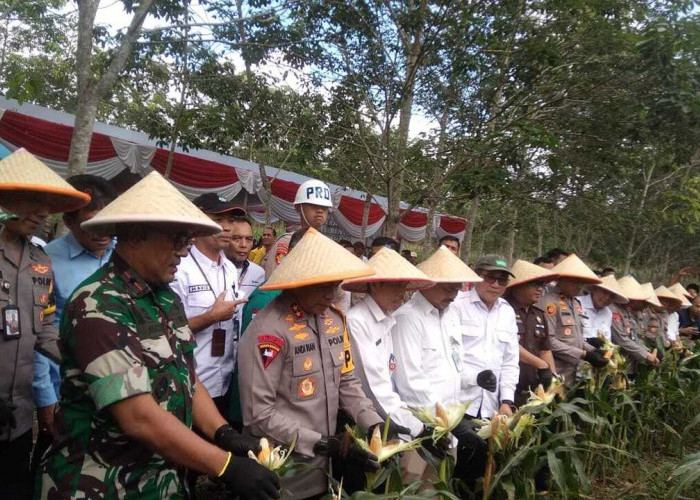 Panen Raya Jagung Tahap I Disumsel Dipusatkan di Ogan Ilir, Kapolda: Dorong Ketahanan Pangan Nasional