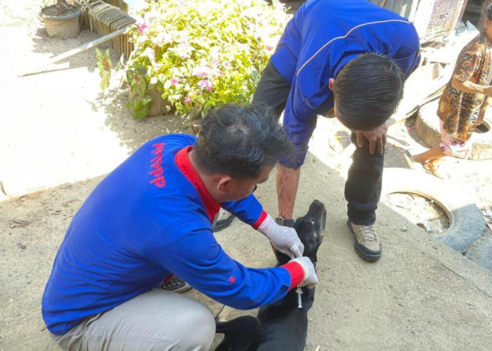 Dinas Pertanian OKU Vaksin 1.000 Ekor Hewan Rabies