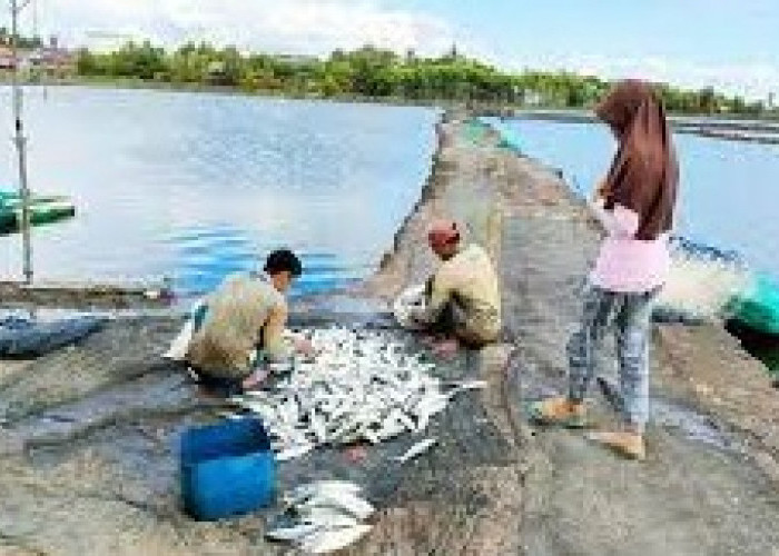 Dinamika Perikanan Sulawesi Selatan 2019-2021