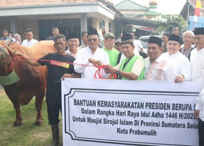 Serahkan Sapi Kurban, Walikota Prabumulih H Arlan: Terima Kasih Pak Presiden Prabowo