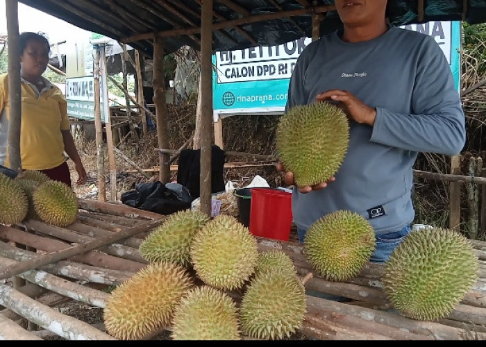 Menguak Rahasia Memilih dan Menikmati Durian Berkualitas