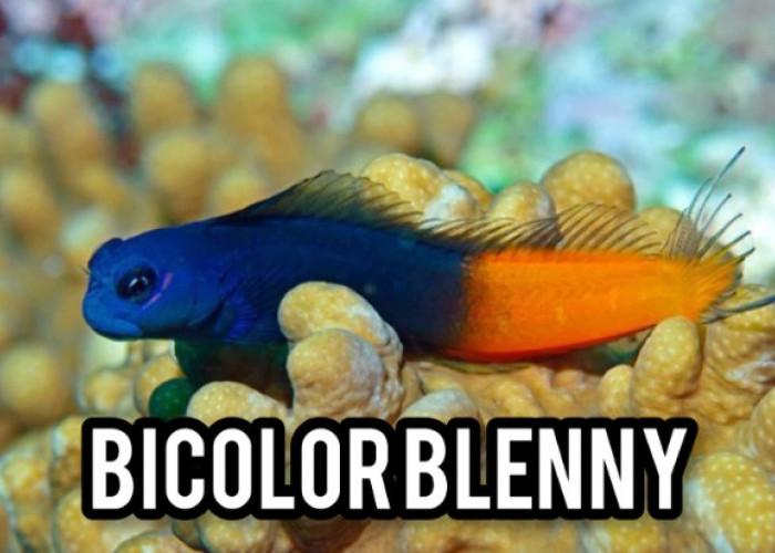 Bicolor Blenny, Si Imut Kombinasi Warnanya Menakjubkan Menawan Hati Pencinta Ikan 