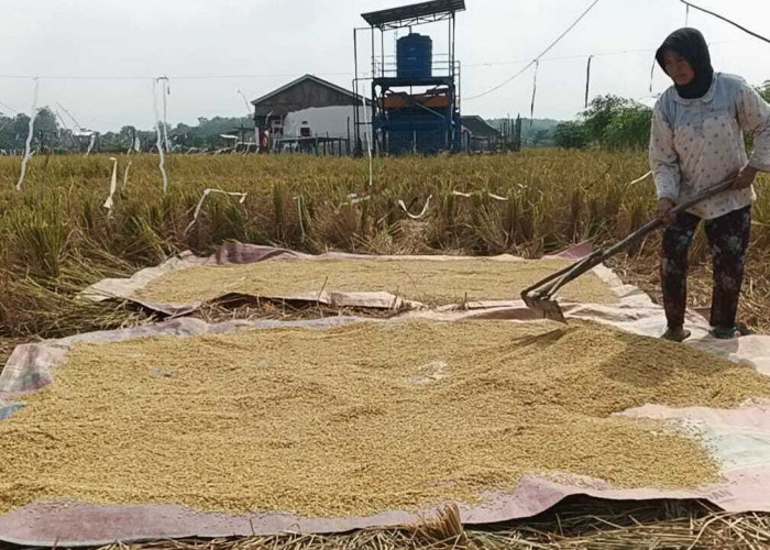 Kemarau Panjang, Petani Terancam Gagal Panen Pompa Air Belum Berfungsi