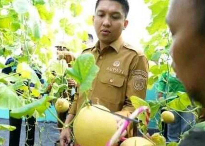 Bupati Ogan Ilir Panca Wijaya Akbar Panen Perdana Melon Varietas Inthanon di Tanjung Seteko