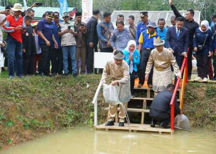 Kampung Budidaya Ikan Gabus OKU Siap Dukung Program GSMP Inisiasi Gubernur Herman Deru 