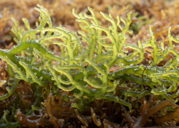 Rumput Laut sebagai Sumber Kalsium Unggul dan Alternatif Protein: Keajaiban Nutrisi di Bawah Permukaan Laut