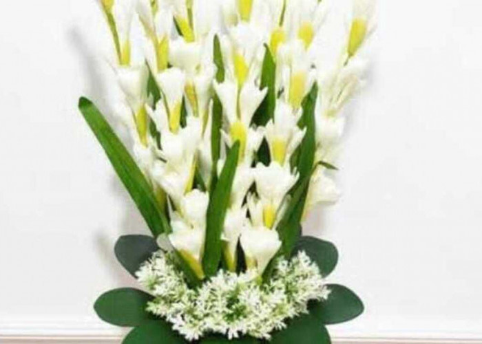 Bunga Sedap Malam, Harum di Kala Senja Dipercaya Bawa Keharmonisan dan Ketentraman Rumah