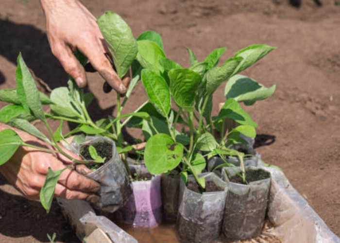 Polybag Planting: Metode Inovatif untuk Pertumbuhan Tanaman Optimal dan Pengelolaan Efisien