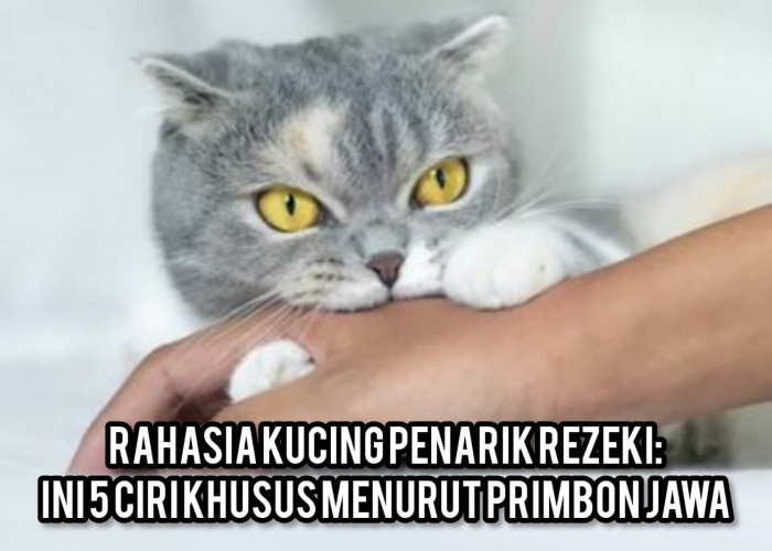 Rahasia Kucing Penarik Rezeki: Ini 5 Ciri Khusus Menurut Primbon Jawa