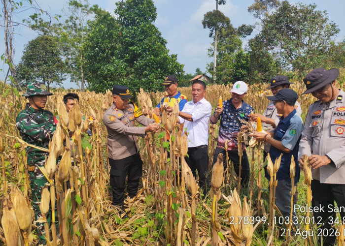 Panen Jagung di Desa Jud I Dukung Ketahanan Pangan Nasional