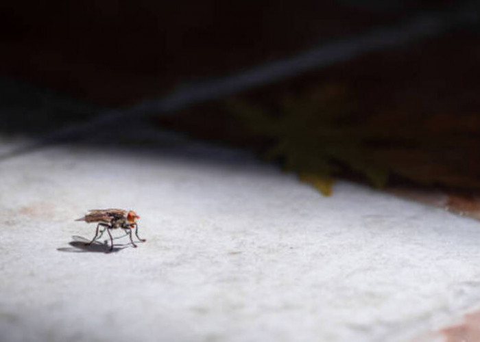 Kunang-kunang di Kota: Tantangan dan Solusi untuk Memelihara Pesona Gemerlap Malam
