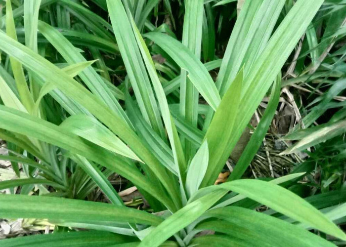 Daun Pandan Wangi, Rahasia Alami untuk Kesehatan Tubuh