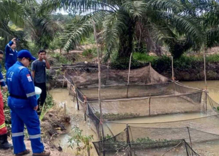 Medco E&P Grissik Perkuat Budidaya Lele di Musi Banyuasin, Dorong Ekonomi Warga Lewat PPM