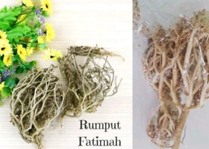 Rumput Fatimah Obat Herbal Memperlancar Kelahiran, Ini Fakta Medisnya 