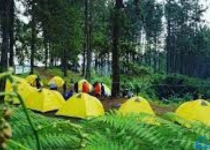 Permadi Jungle: Surga Tersembunyi di Kawasan Wisata Guci Kabupaten Tegal