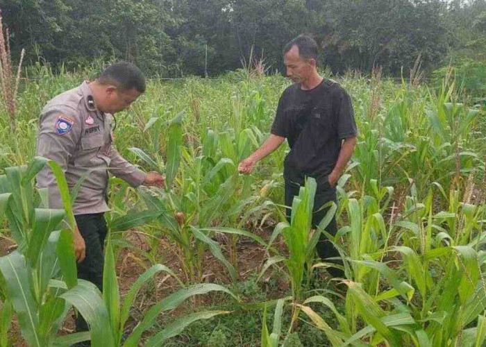 Sulap Lahan Tidur Sebagai Sumber Penghasilan