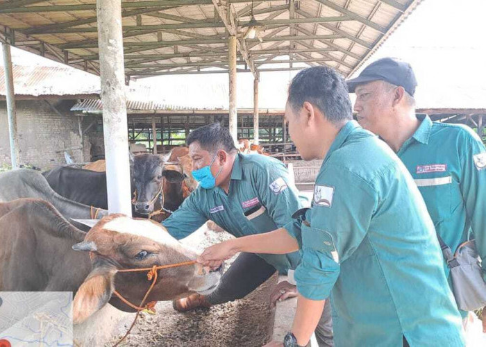 Prabumulih Terima 200 Dosis Vaksin PMK dari Kementan melalui Distan Sumsel