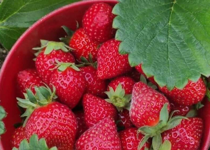 Strawberry Beku: Kunci Kenikmatan & Kesehatan Sepanjang Tahun