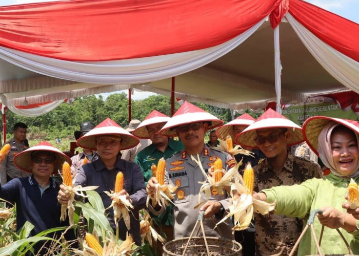 Polres Muba Panen Jagung 35 Ton di Kecamatan Lalan
