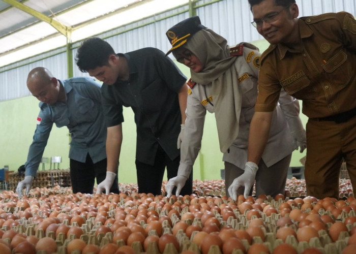 Balai Karantina Sumsel Gandeng DKPP, Dampingi Peternak Telur Ayam Konsumsi Tembus Pasar Ekspor