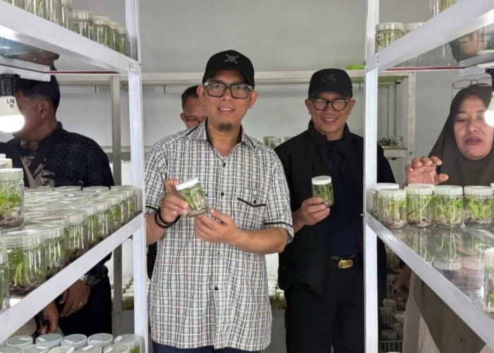 Pemkab OKU Kembangkan Tanaman Unggul Melalui Teknologi Kultur Jaringan