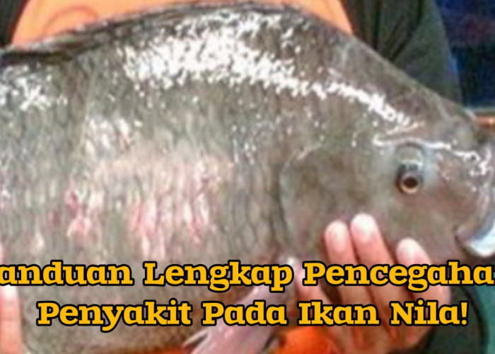 Panduan Lengkap Mencegah Penyakit pada Ikan Nila, Ini dia Caranya