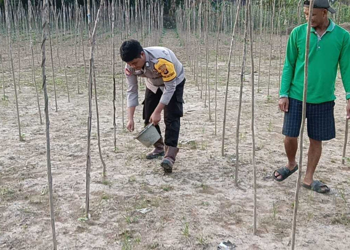 Dorong Ketahanan Pangan Lewat Budidaya Timun