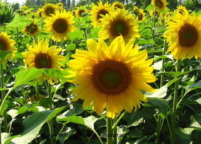 6 Manfaat Bunga Matahari Untuk Kesehatan dan Kecantikan