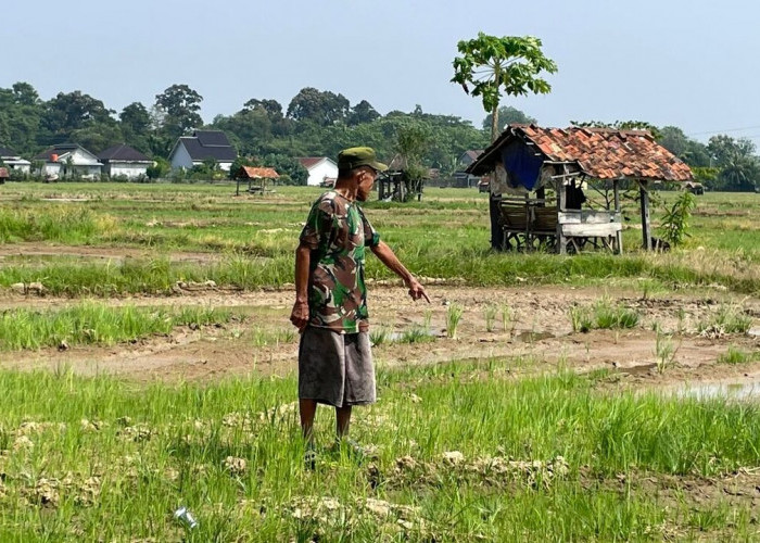 132 Hektar Sawah  Kekeringan, Ratusan Petani Terdampak