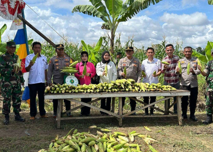 Polsek Pemulutan dan Kelompok Tani Tanjung Pasir Gelar Panen Jagung, Dukung Ketahanan Pangan Nasional