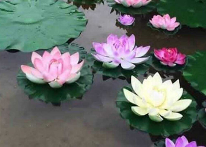 Bunga Teratai, Simbol Kesucian dan Kesejahteraan dalam Budaya Tiongkok dan Primbon Jawa